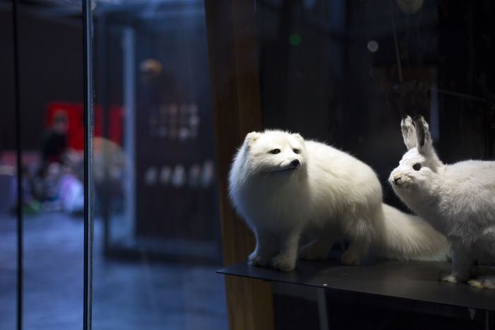Musée de tout-petits (18m-3 ans) : l'hiver des animaux