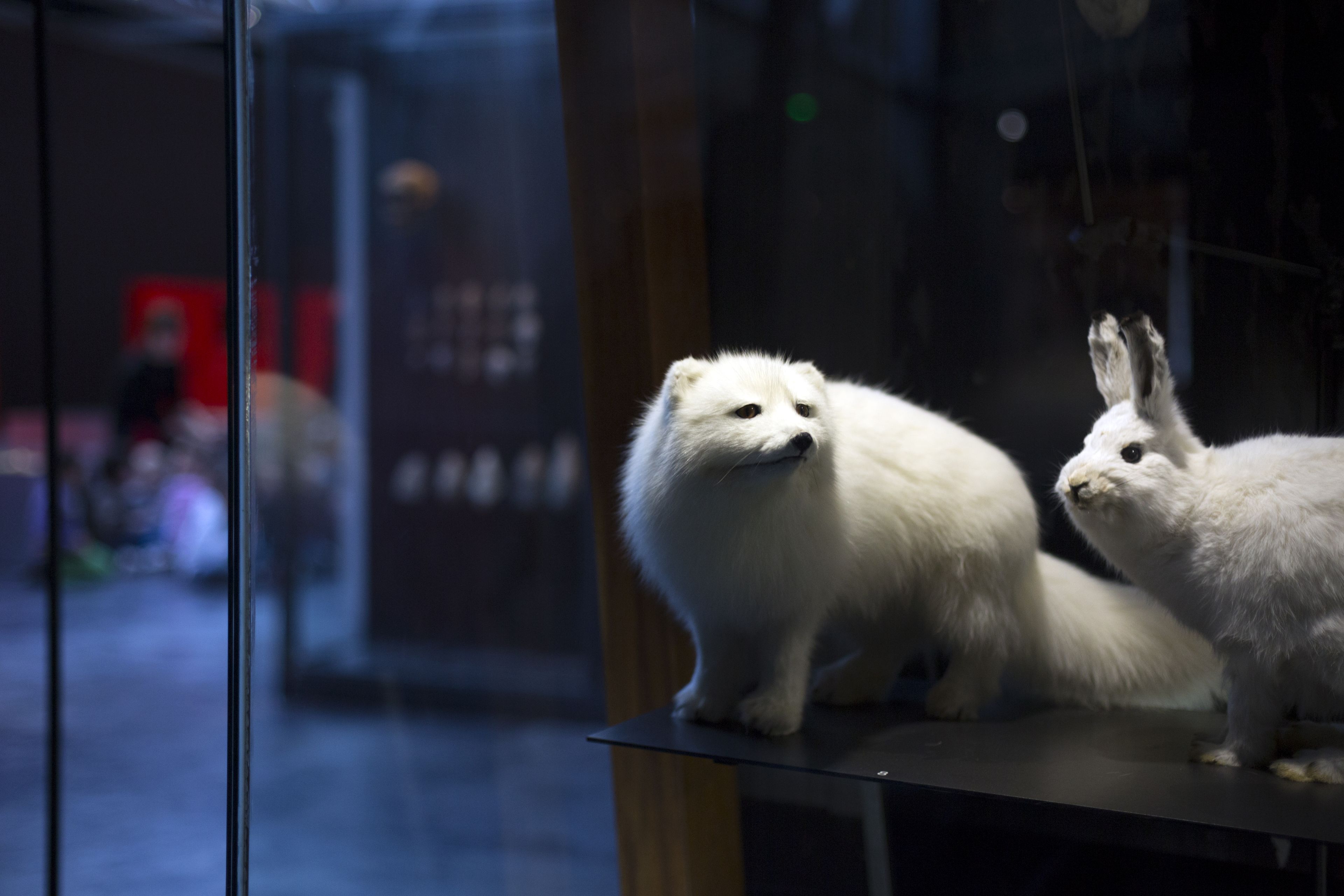 Musée de tout-petits (18m-3 ans) : l'hiver des animaux