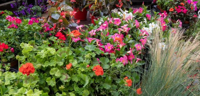 Marché aux fleurs