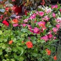 Marché aux fleurs