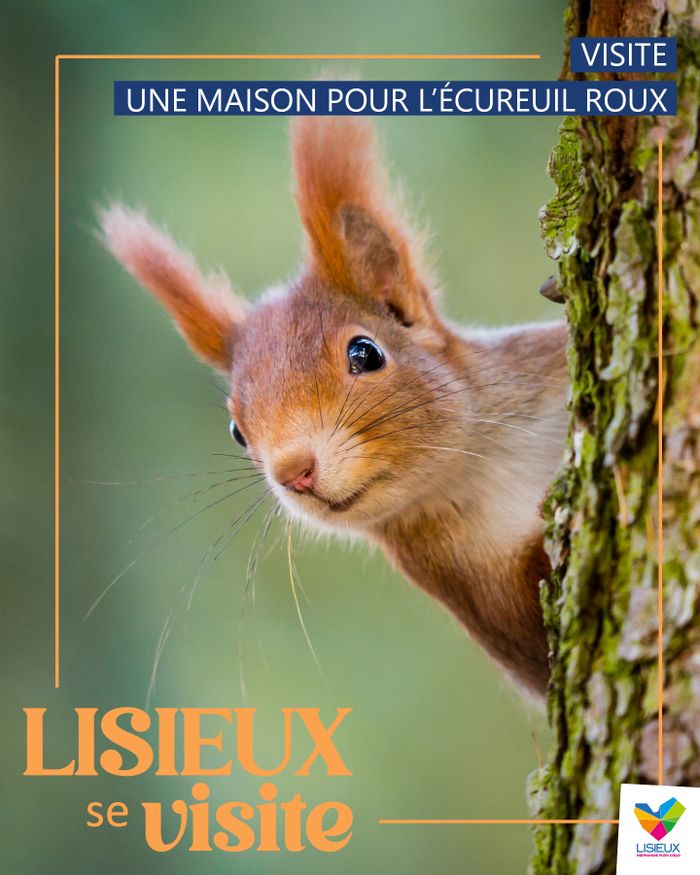 affiche de Visite - Une maison pour l'écureuil roux