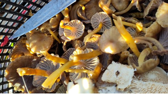 C'est la saison des champignons