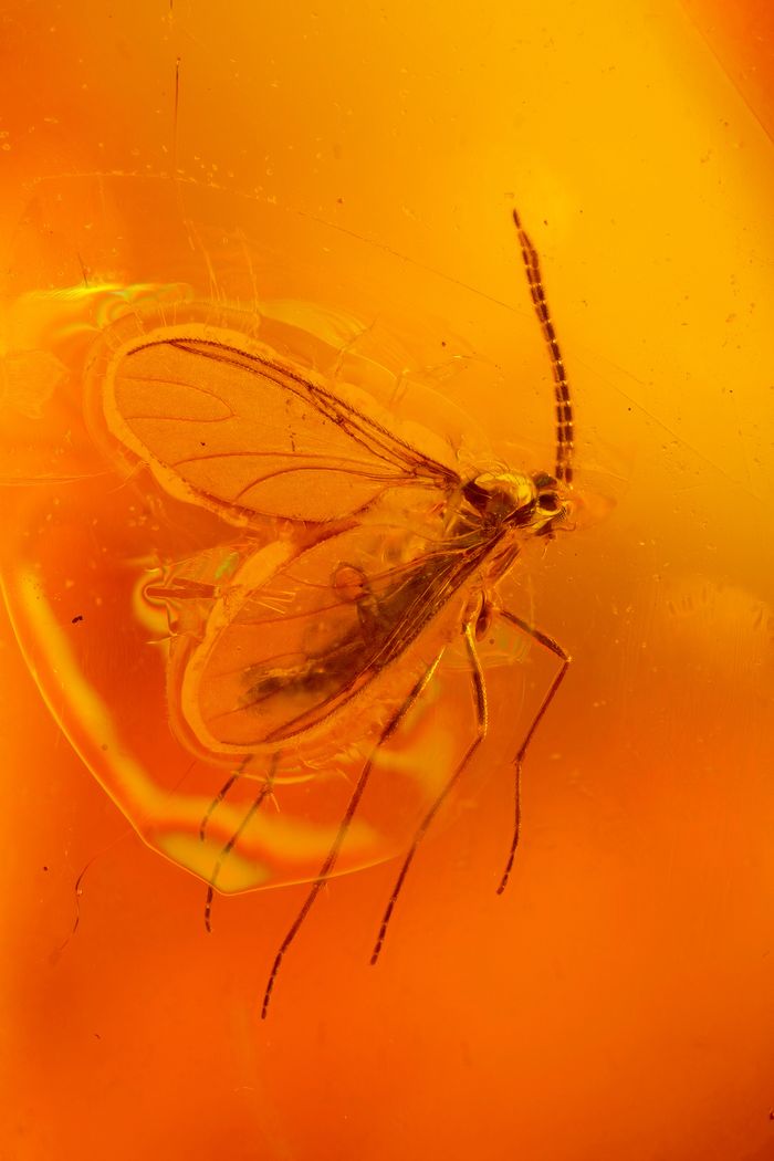 Collection d’insectes fossilisés dans l’ambre de la Baltique et de Birmanie - Conférence SSNOF