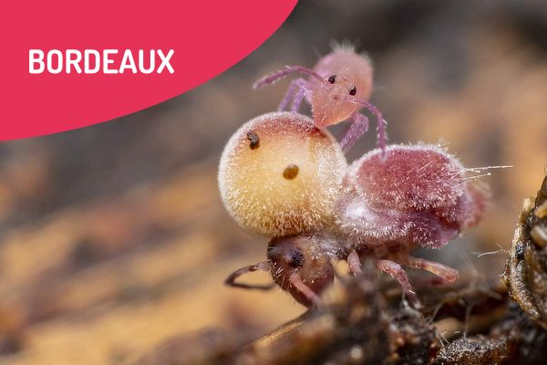 Ciné-débat - "Planète Collemboles : la vie secrète des sols"