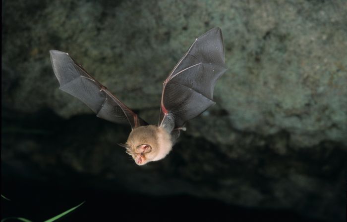 La nuit de la chauve-souris