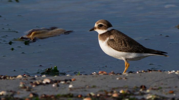 Mini stage : Les oiseaux limicoles à marée haute