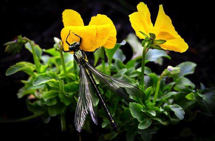 Jardiner au naturel au parc peixotto (Talence) (REPROGRAMME/ANNULE EN RAISON DE LA METEO)