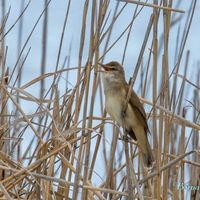 Animation Lpo – Biodiversité Méditerranéenne Et Migration Au Roc De Conilhac