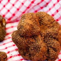 Les repas Truffes du lundi soir