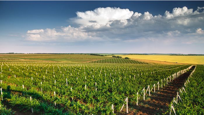 Afterwork : Vins de Moldavie