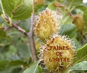 Les fruits oléagineux et condimentaires en automne