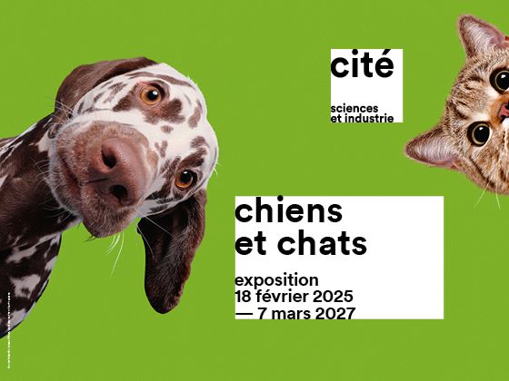 Chiens et chats