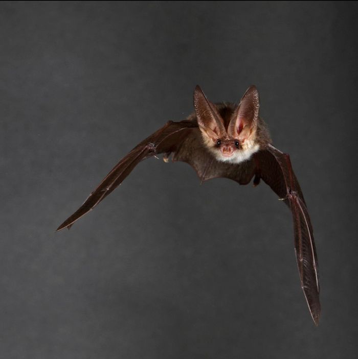 Une nuit avec les chauves-souris