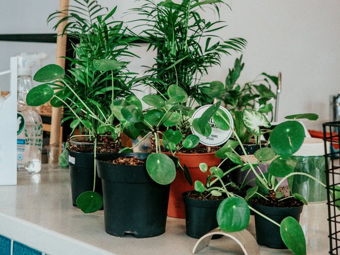 Troc de plantes