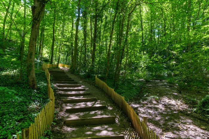 Visite guidée du Bois de la Caille
