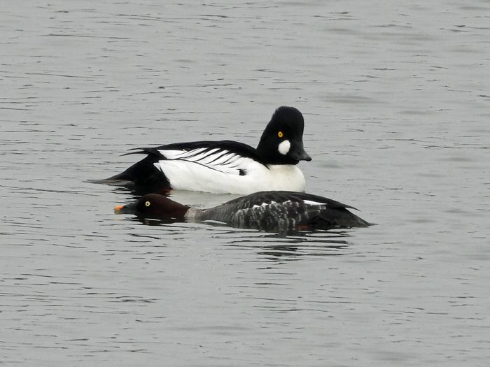 Sortie coorganisée par Île-de-France Nature