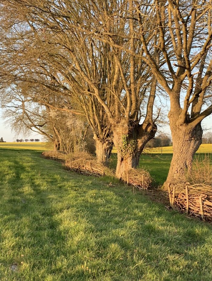 Circuit : éco-randonnée dans les jardins et prairies de Soisay