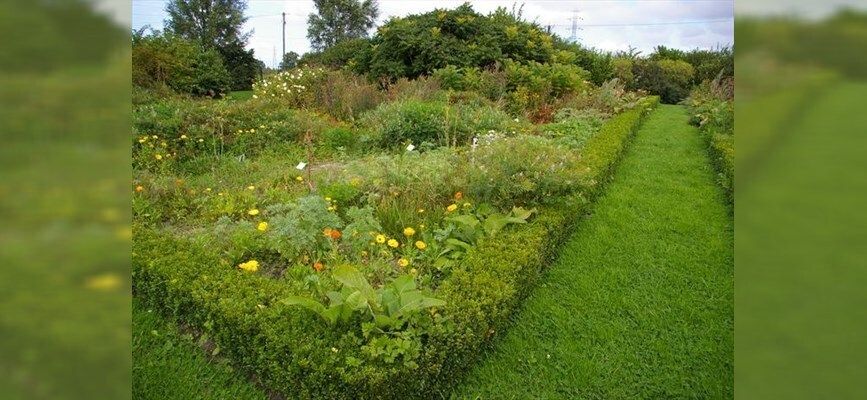 Visite du jardin des plantes médicinales du Moulin
