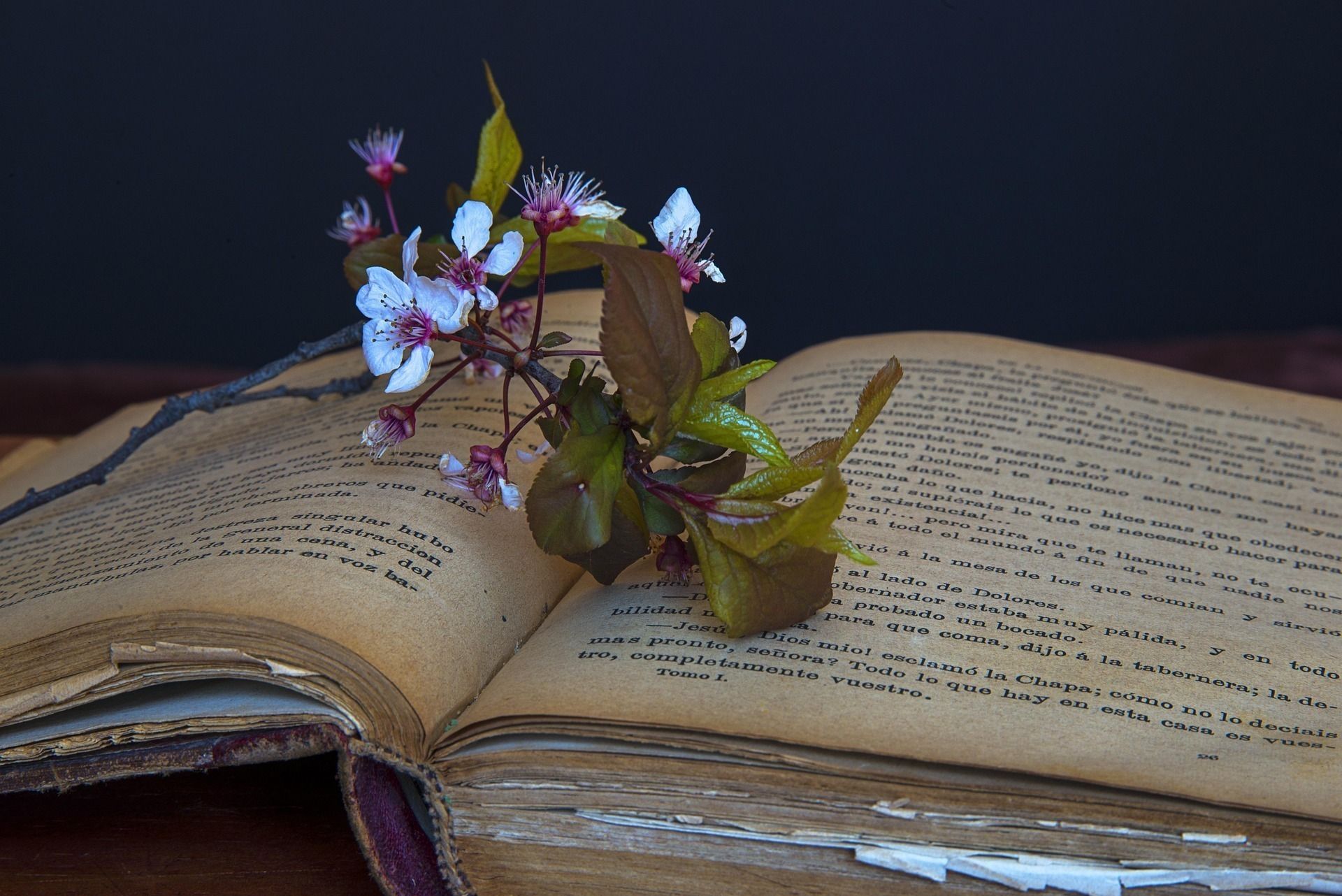 Livres et Verdure : Bibliothèque nomade