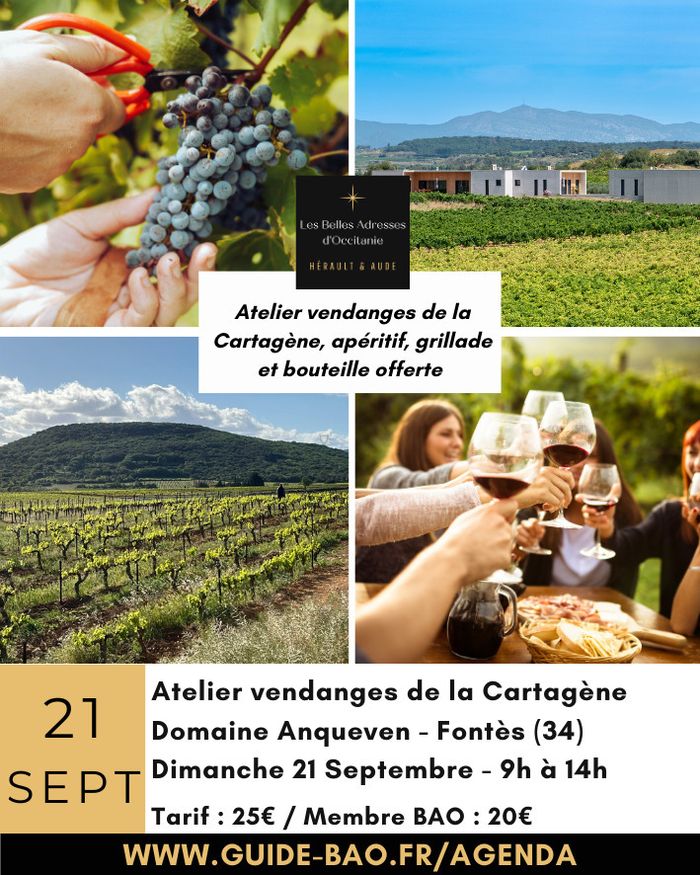 Atelier vendanges / L'Anqueven à Fontès
