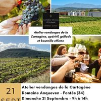 Atelier vendanges / L'Anqueven à Fontès