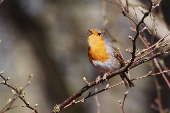 Dernières places | Les oiseaux