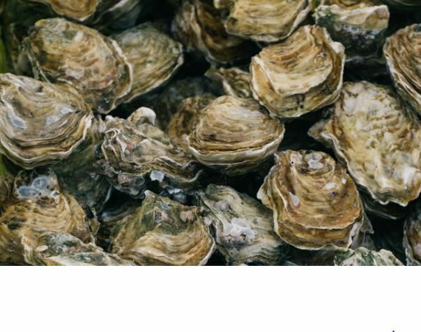 Collecte de coquilles d'huitres