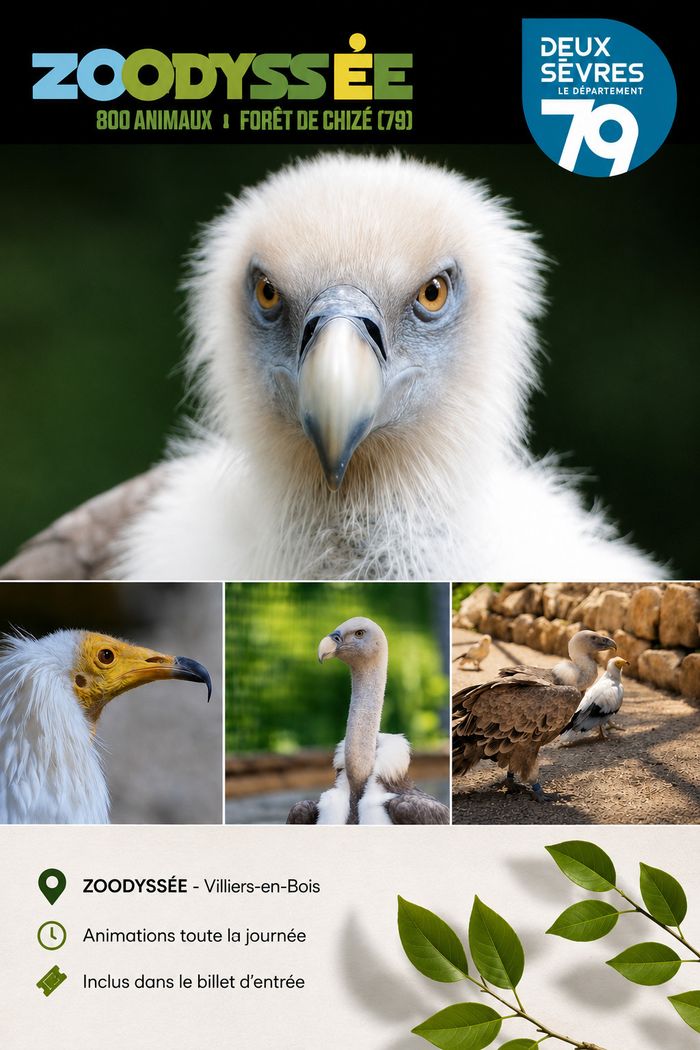 Journée internationale des vautours à Zoodyssée