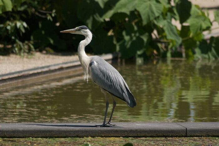 Le bal des herons, canards, foulques et autres chanteurs