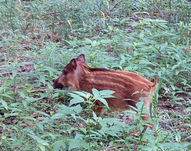 Vivre aux côtés des humains : le quotidien caché des animaux sauvages à Nantes - Biodivers'été