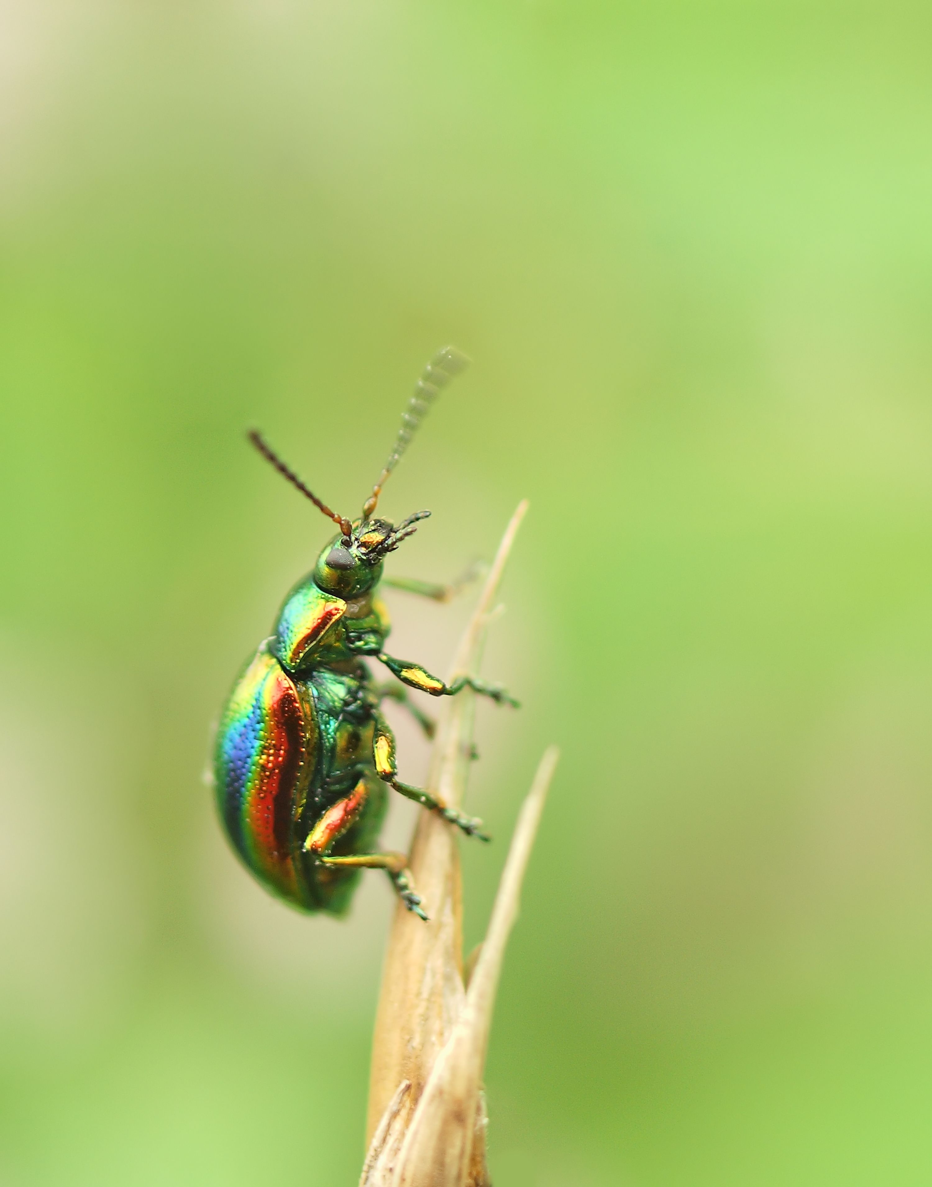 A la découverte des insectes au parc de la Haute-Ile