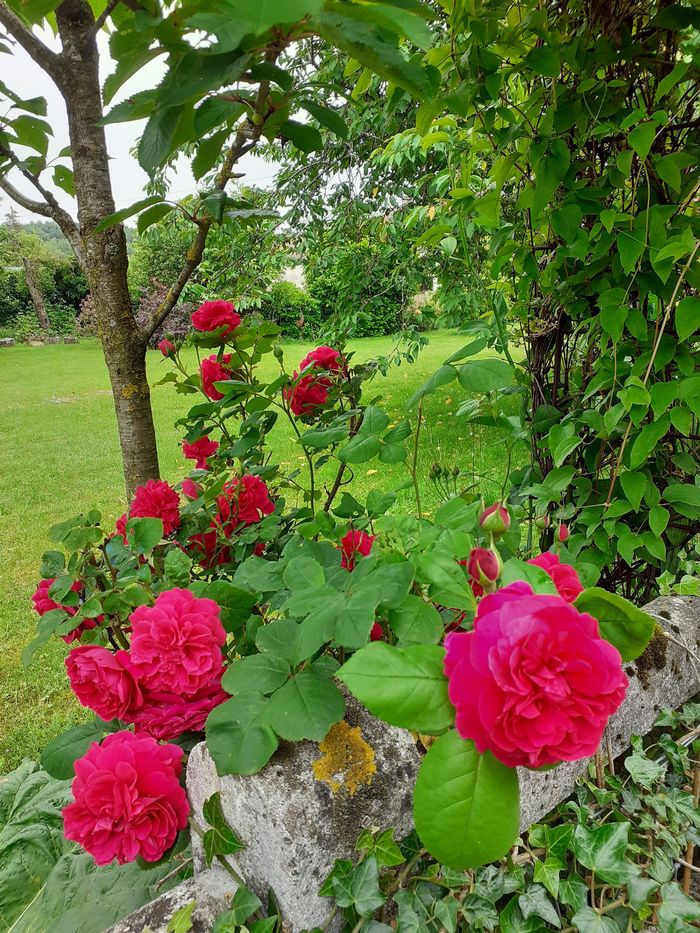 Découverte guidée des jardin et potager de la Cressonnière