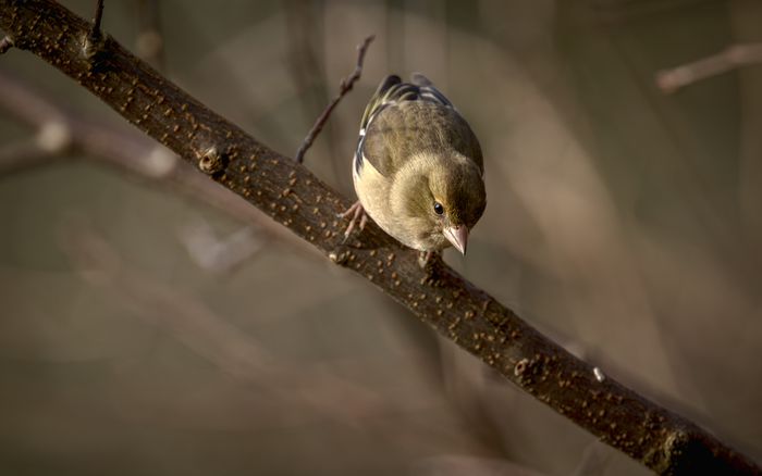 Balade oiseaux dans le Bois de Vincennes