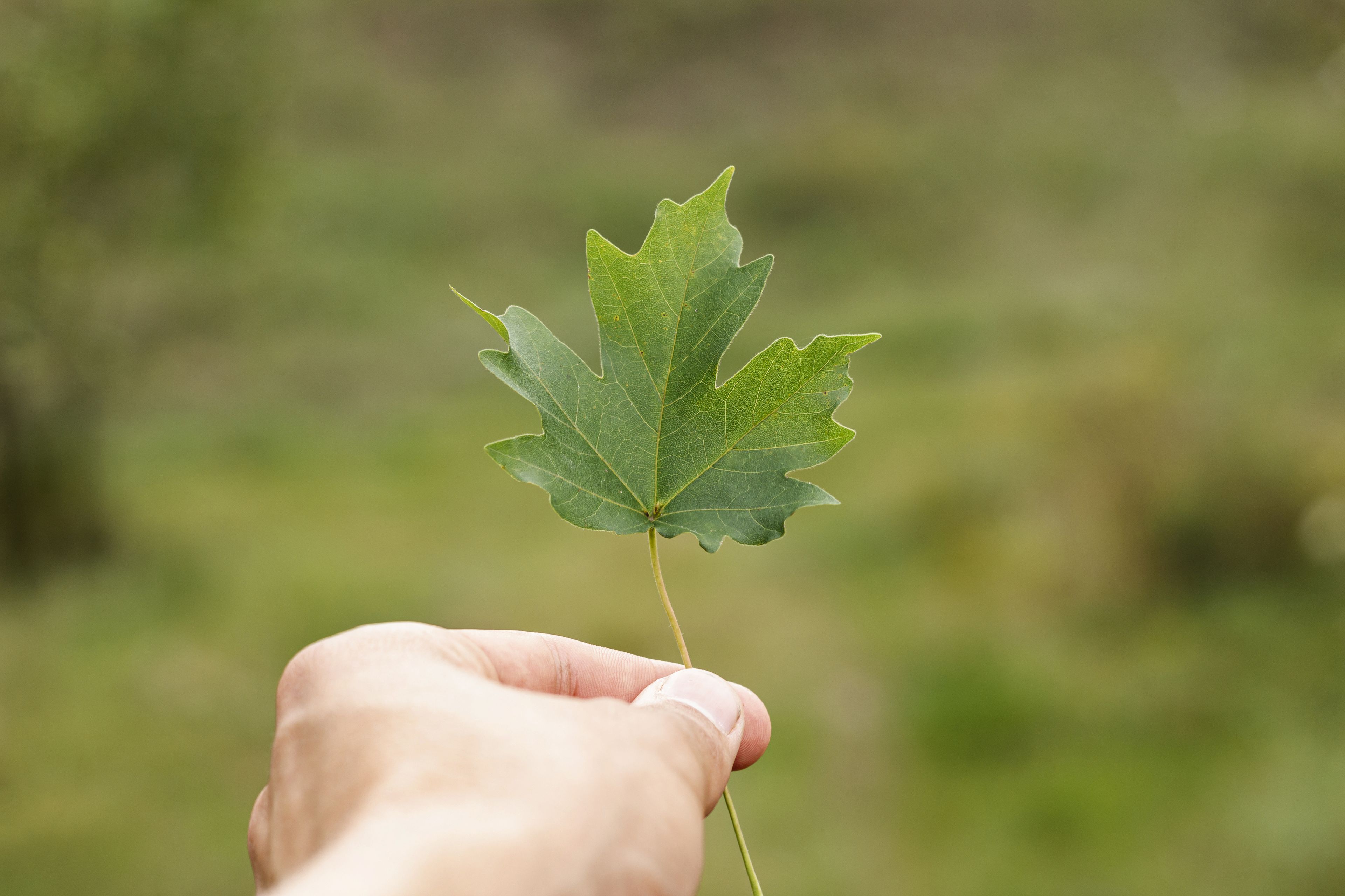 L'arbre en fête - Distribution de plants