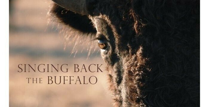 Singing Back the Buffalo - Le Printemps des arts autochtones