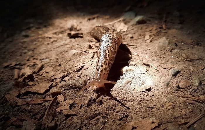 Sortie nature nocturne sur les bords du Cens