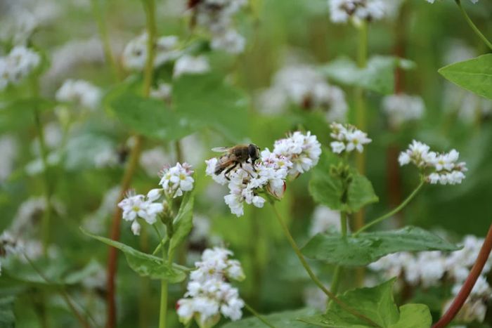 Rencontre pro & atelier d'échange - Comment favoriser les insectes pollinisateurs dans sa ferme ?