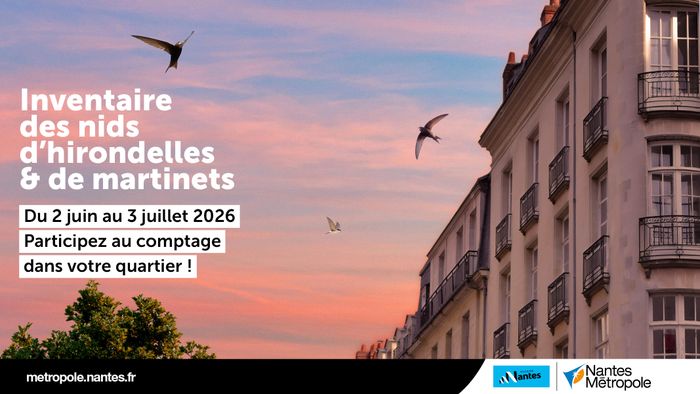 Inventaire des nids d'hirondelles & de martinets