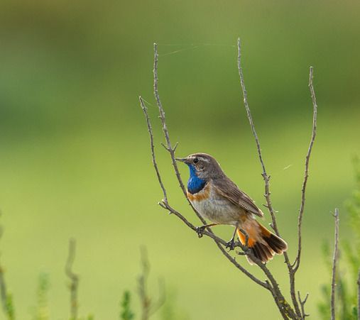 Sortie nature coorganisée par l'Agence des Espaces Verts d'Île de France