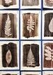 atelier artistique " Les feuilles sous les doigts" à la manière d'Estelle Lacombe, plasticienne.