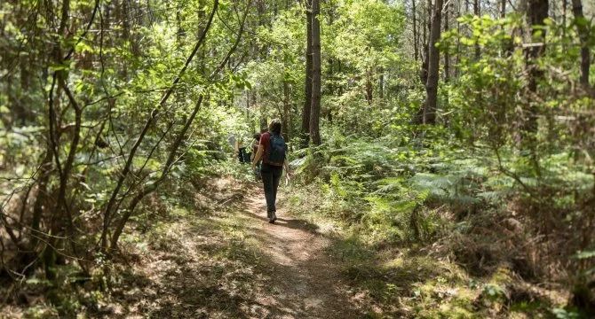 Balade en forêt