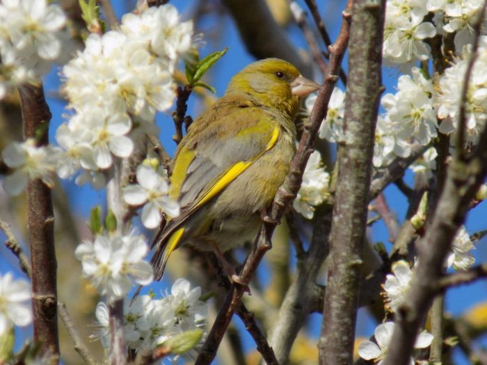 Quel est donc cet oiseau ?