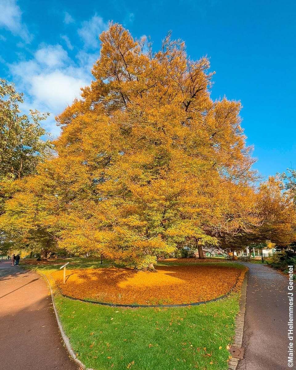 Arbres remarquables de France, de la biologie aux traditions - 30/9