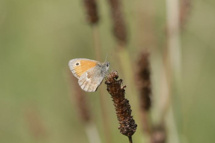 Concours d’illusion chez les papillons