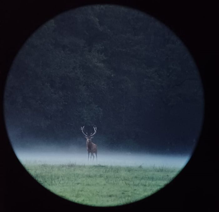 Vivre le brame du cerf