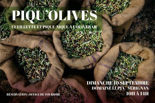 Piqu'olives: cueillette et pique-nique à l'oliveraie