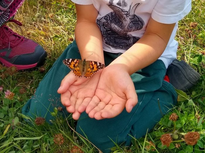A la poursuite des papillons