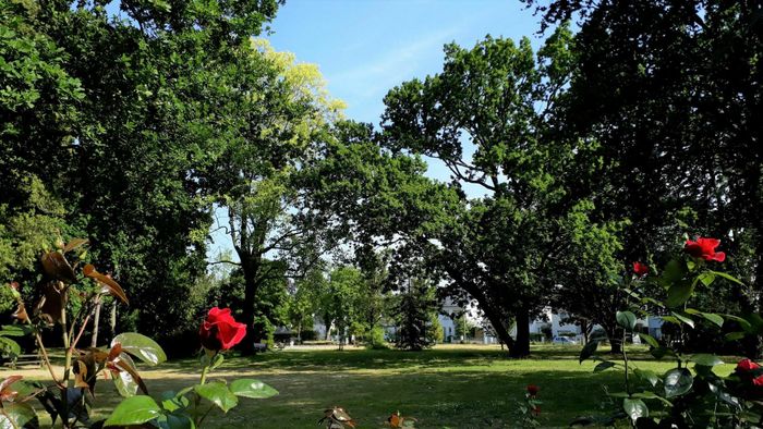 Balade botanique ressourçante au Parc Méliès