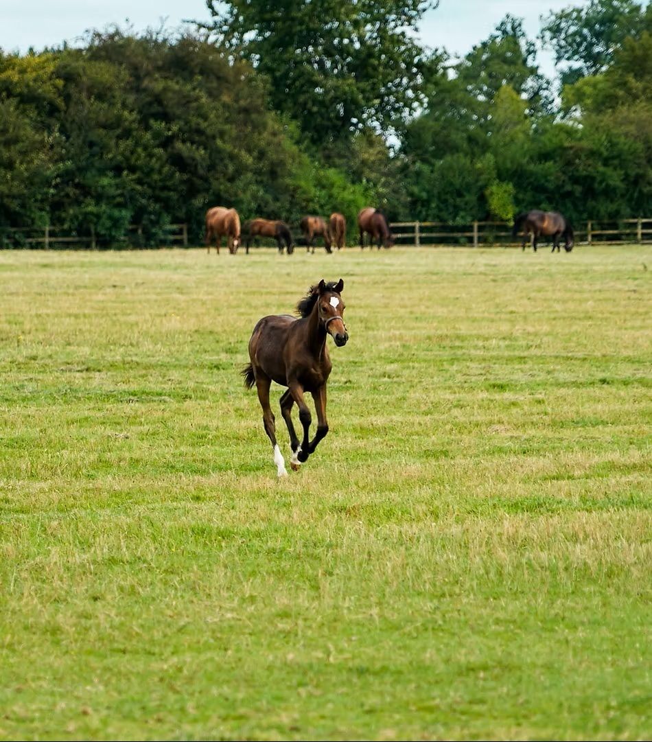 Visite du Haras de la Huderie