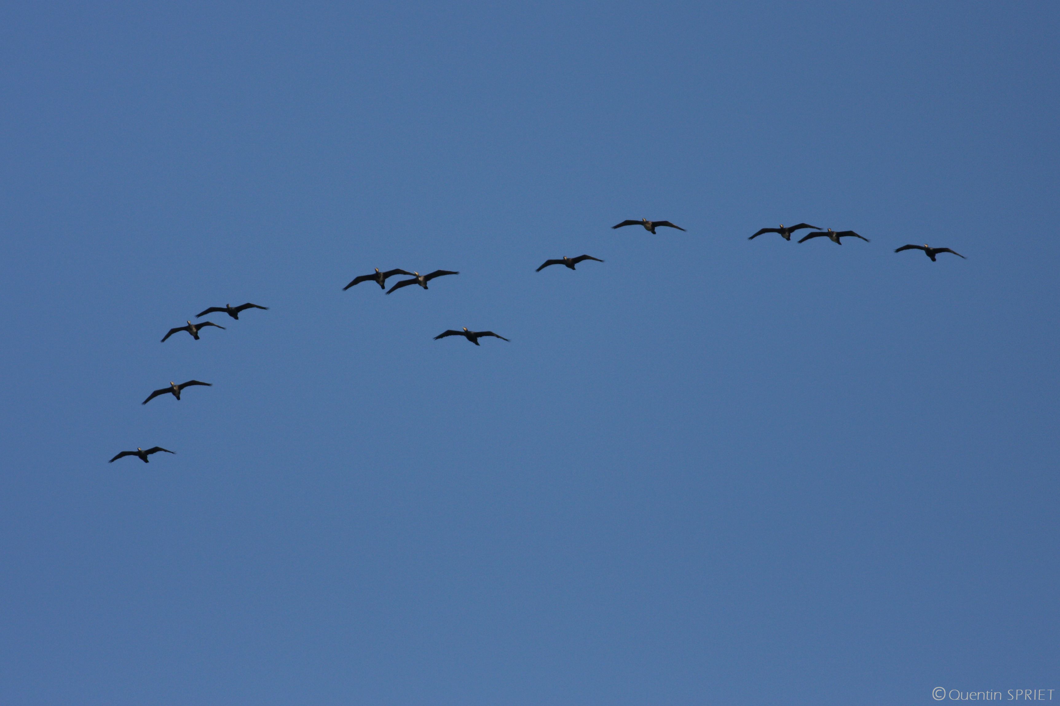 Balade naturaliste : ballet des oiseaux